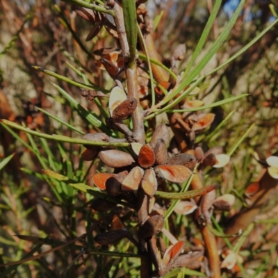 Hakea microcarpa (Small-fruit Hakea) at Namadgi National Park - 23 Apr 2023 by JohnBundock