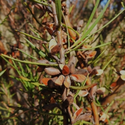 Hakea microcarpa (Small-fruit Hakea) at Rendezvous Creek, ACT - 23 Apr 2023 by JohnBundock