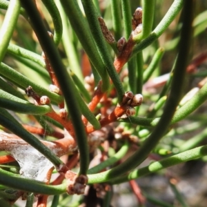 Hakea microcarpa at Rendezvous Creek, ACT - 23 Apr 2023