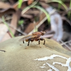 Tapeigaster argyrospila at Higgins, ACT - 23 Apr 2023