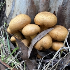 Gymnopilus junonius (Spectacular Rustgill) at Higgins, ACT - 23 Apr 2023 by Jillw