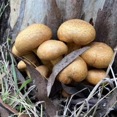 Gymnopilus junonius (Spectacular Rustgill) at Higgins, ACT - 23 Apr 2023 by Jillw