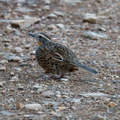 Cinclosoma punctatum (Spotted Quail-thrush) at Namadgi National Park - 5 Apr 2023 by DPRees125