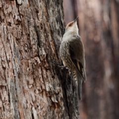 Climacteris erythrops (Red-browed Treecreeper) at Namadgi National Park - 5 Apr 2023 by DPRees125