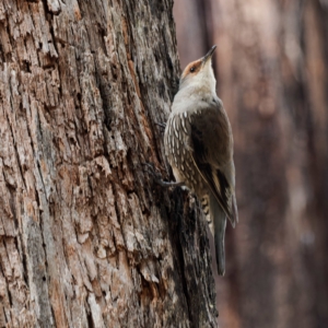 Climacteris erythrops at Namadgi National Park - 5 Apr 2023