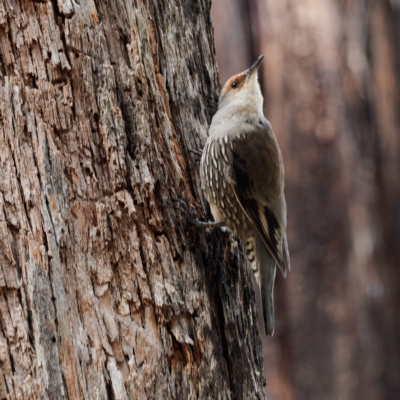 Climacteris erythrops (Red-browed Treecreeper) at Cotter River, ACT - 5 Apr 2023 by DPRees125