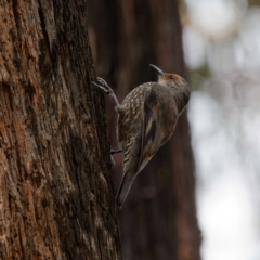 Climacteris erythrops at Namadgi National Park - 5 Apr 2023