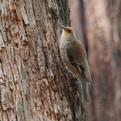 Climacteris erythrops at Namadgi National Park - 5 Apr 2023