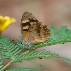 Heteronympha banksii (Banks' Brown) at Cotter River, ACT - 5 Apr 2023 by DPRees125