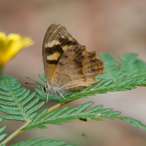 Heteronympha banksii at Cotter River, ACT - 5 Apr 2023