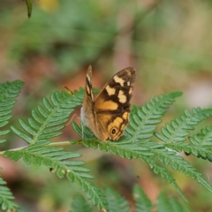 Heteronympha banksii at Cotter River, ACT - 5 Apr 2023