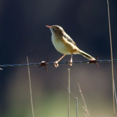 Cisticola exilis (Golden-headed Cisticola) at Giralang, ACT - 23 Apr 2023 by MichaelWenke