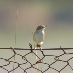 Cisticola exilis at Giralang, ACT - 23 Apr 2023