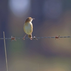 Cisticola exilis at Giralang, ACT - 23 Apr 2023