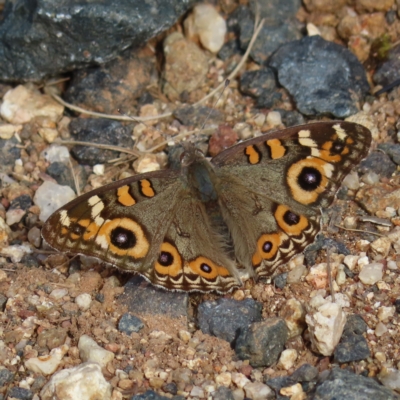 Junonia villida (Meadow Argus) at Woodstock Nature Reserve - 23 Apr 2023 by MatthewFrawley