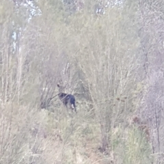Dama dama (Fallow Deer) at Woodstock Nature Reserve - 20 Apr 2023 by LD12