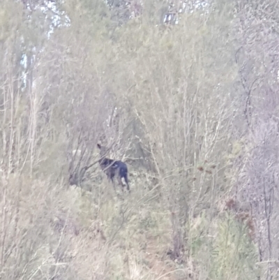 Dama dama (Fallow Deer) at Woodstock Nature Reserve - 20 Apr 2023 by LD12