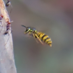 Vespula germanica (German Yellowjacket Wasp (also known as European Wasp)) at Coree, ACT - 23 Apr 2023 by MatthewFrawley