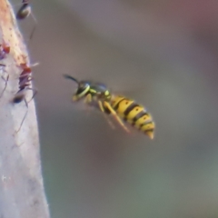 Vespula germanica (European wasp) at Woodstock Nature Reserve - 23 Apr 2023 by MatthewFrawley