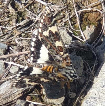 Apina callisto (Pasture Day Moth) at Molonglo Valley, ACT - 22 Apr 2023 by LD12