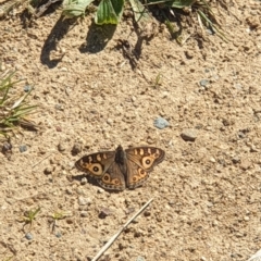 Junonia villida (Meadow Argus) at Molonglo Valley, ACT - 22 Apr 2023 by LD12