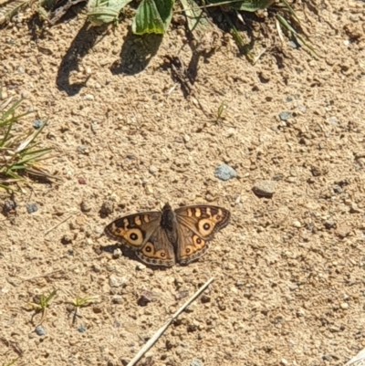 Junonia villida (Meadow Argus) at Molonglo River Reserve - 22 Apr 2023 by LD12