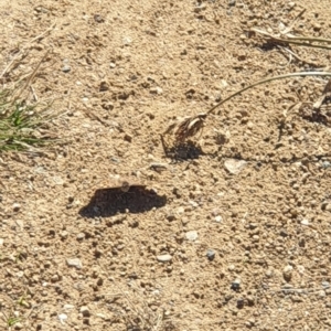 Junonia villida at Molonglo Valley, ACT - 22 Apr 2023