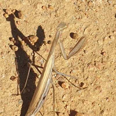 Mantis octospilota at Molonglo River Reserve - 22 Apr 2023 by LD12