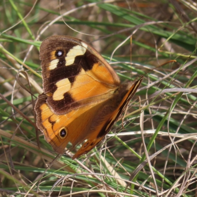 Heteronympha merope (Common Brown Butterfly) at Woodstock Nature Reserve - 23 Apr 2023 by MatthewFrawley