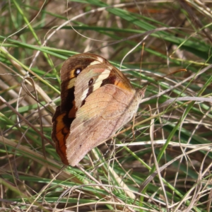 Heteronympha merope at Coree, ACT - 23 Apr 2023