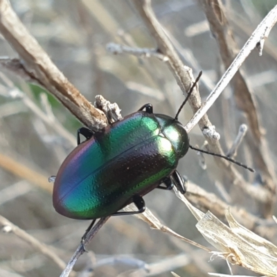 Chalcopteroides columbinus (Rainbow darkling beetle) at Tidbinbilla Nature Reserve - 23 Apr 2023 by LD12