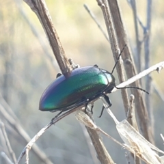 Chalcopteroides columbinus at Paddys River, ACT - 23 Apr 2023 04:16 PM