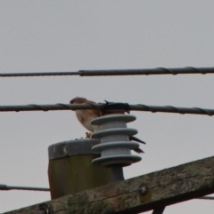 Falco cenchroides (Nankeen Kestrel) at Braidwood, NSW - 23 Apr 2023 by LisaH