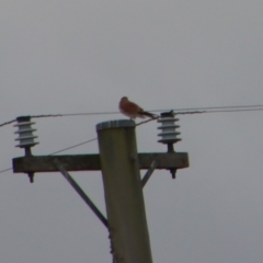 Falco cenchroides at Braidwood, NSW - 23 Apr 2023