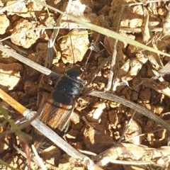 Teleogryllus commodus (Black Field Cricket) at Molonglo Valley, ACT - 22 Apr 2023 by LD12