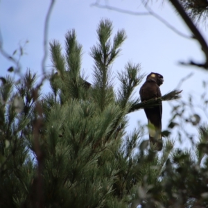 Zanda funerea at Mongarlowe, NSW - 23 Apr 2023