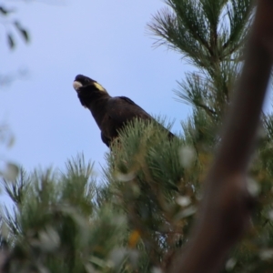 Zanda funerea at Mongarlowe, NSW - 23 Apr 2023