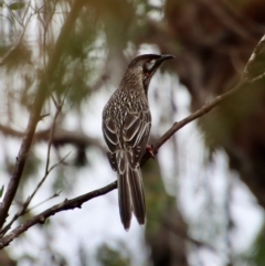 Anthochaera carunculata (Red Wattlebird) at Mongarlowe River - 23 Apr 2023 by LisaH