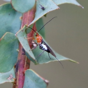 Braconidae (family) at Mongarlowe, NSW - suppressed