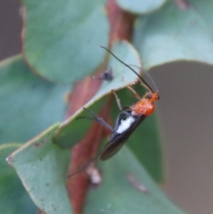 Braconidae (family) at Mongarlowe, NSW - suppressed