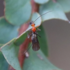 Braconidae (family) at Mongarlowe, NSW - suppressed