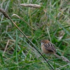 Cisticola exilis (Golden-headed Cisticola) at Fyshwick, ACT - 23 Apr 2023 by KaleenBruce