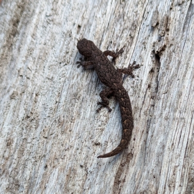 Christinus marmoratus (Southern Marbled Gecko) at Page, ACT - 23 Apr 2023 by CattleDog