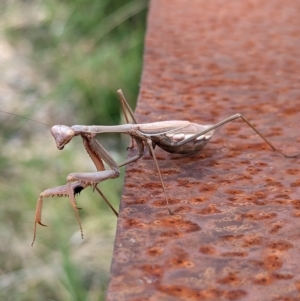 Pseudomantis albofimbriata at Page, ACT - suppressed