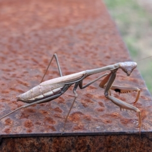 Pseudomantis albofimbriata at Page, ACT - suppressed