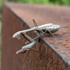 Pseudomantis albofimbriata at Page, ACT - suppressed