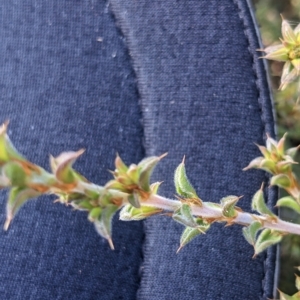 Pultenaea procumbens at Kowen, ACT - 23 Apr 2023 09:07 AM