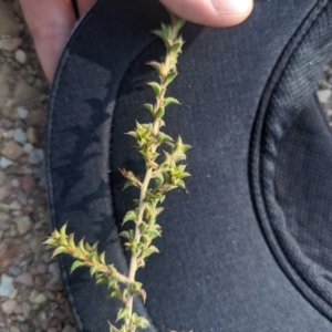 Pultenaea procumbens at Kowen, ACT - 23 Apr 2023 09:07 AM