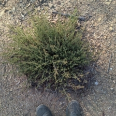 Pultenaea procumbens at Kowen, ACT - 23 Apr 2023 09:07 AM