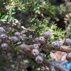 Leptospermum sp. (Tea Tree) at Hackett, ACT - 21 Apr 2023 by WalterEgo